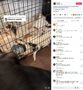 一つのケージに入り、仲良く眠っている5匹の犬（『RONOSF　TikTok「Replying to ＠Cameron update on the roadside puppies!」』より）