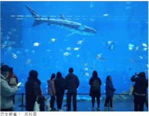 【海外発！Breaking News】水族館で一番人気のジンベイザメ、ロボットと判明し来園客が返金要求（中国）＜動画あり＞