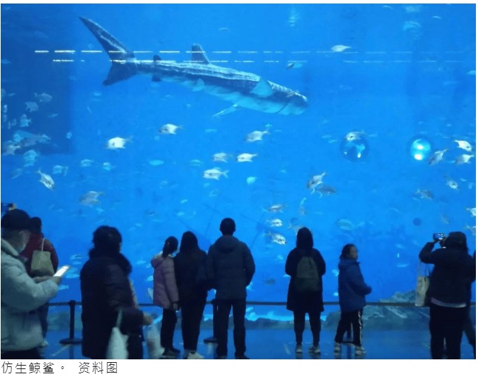 中国・深セン市で最大の水族館「小梅沙海洋世界」。目玉であるジンベイザメがロボットと判明し、苦情が相次ぐ（『星島日報　「深圳海洋馆展人造鲸鲨 游客喊退票」（资料图）』より）