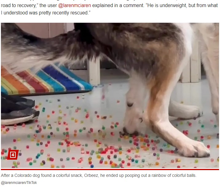 水につけると膨らむ「オービーズ」を大量に食べてしまった犬（『New York Post　「Vet in shock after dog poops out entire bag of rainbow Orbeez: ‘He ate a LOT’」（＠larenmciaren/TikTok）』より）