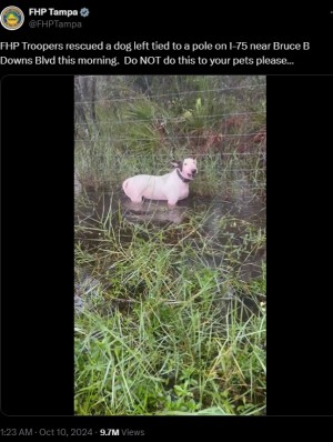 【海外発！Breaking News】犬を柱に繋いで置き去り、ハリケーン「ミルトン」で避難した飼い主に怒りの声（米）＜動画あり＞