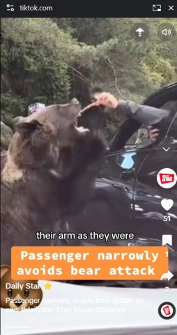 【海外発！Breaking News】「なんて愚か！」車窓からクマに餌を与えた観光客、腕を掴まれ襲われる（ルーマニア）＜動画あり＞