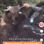 【海外発！Breaking News】「なんて愚か！」車窓からクマに餌を与えた観光客、腕を掴まれ襲われる（ルーマニア）＜動画あり＞