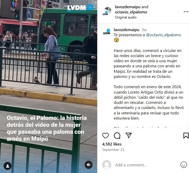 チリの首都サンティアゴの街中で、ハトにリードをつけて散歩する女性（『La Voz De Maipú　Instagram「Te presentamos a ＠octavio_elpalomo」』より）