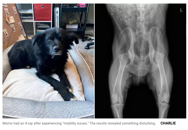 レントゲン写真には、モモの体内に無数の白い点が散在していた（『Newsweek　「Man Adopts Dog, Four Years Later X-ray Reveals Disturbing Discovery」（Charlie）』より）