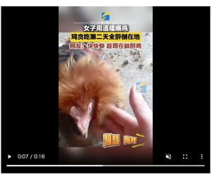 【海外発！Breaking News】大量の酒粕を食べたニワトリ、次々と泥酔して飼い主大慌て（中国）＜動画あり＞