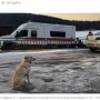 【海外発！Breaking News】氷が割れた川で溺れた飼い主を4日間待ち続けた犬（露）