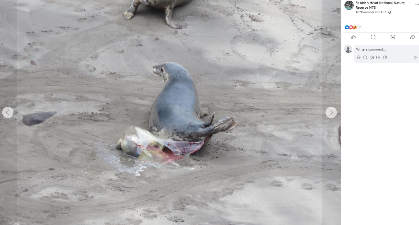 羊膜が破れ、中の赤ちゃんの姿が少しだけ見える（『St Abb’s Head National Nature Reserve NTS　Facebook「Natures miracle」』より）