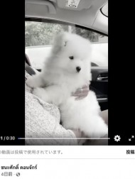 【海外発！Breaking News】祭りで爆竹の音に怯える子犬、失禁してショック死（タイ）