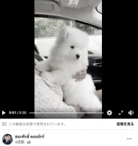 【海外発！Breaking News】祭りで爆竹の音に怯える子犬、失禁してショック死（タイ）