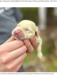 【海外発！Breaking News】白のピットブルから淡いマスカットのような色の仔犬誕生、名前は映画の人気キャラクターに（米）＜動画あり＞