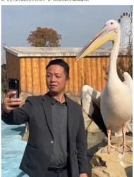 【海外発！Breaking News】動物園で自撮りした男性、横にいたペリカンの行動が爆笑を呼ぶ（中国）＜動画あり＞