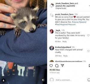 ピーナッツとともに、DECに押収されたアライグマの“フレッド”（『P’Nuts Freedom Farm　Instagram「We are so sorry Fred」』より）