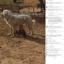 【海外発！Breaking News】危険を察した犬、ハイハイする幼い男の子を体を張って守る（米）＜動画あり＞