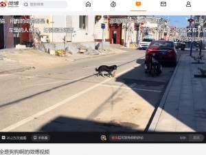 道路の真ん中で毛づくろいを始めた子猫に気が気でない様子だった犬。その後、子猫の首元を優しくくわえ、ゆっくりと道路脇に運んだ（『全是狗狗啊　微博「这个世界真的不能没有小狗！」』より）