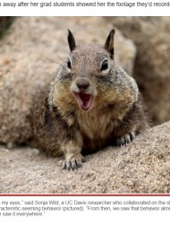 【海外発！Breaking News】狩りをしてネズミを食べるリスの姿が「まるで捕食動物」（米）＜動画あり＞