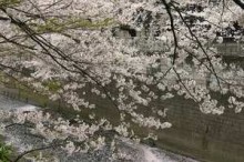お花見コンテンツ「桜子ちゃん花見情報」　日本気象協会