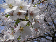 今年のお花見の準備はお早めに。桜の開花は例年より早い傾向。