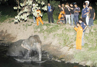 【アジア発！Breaking News】運河にはまった象。2時間の救出劇。（タイ）